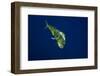 Female Dolphin in Open Water-Stephen Frink-Framed Photographic Print