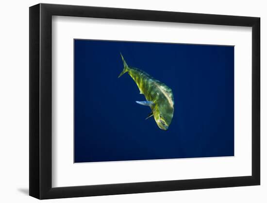 Female Dolphin in Open Water-Stephen Frink-Framed Photographic Print