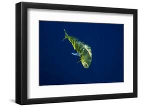 Female Dolphin in Open Water-Stephen Frink-Framed Photographic Print