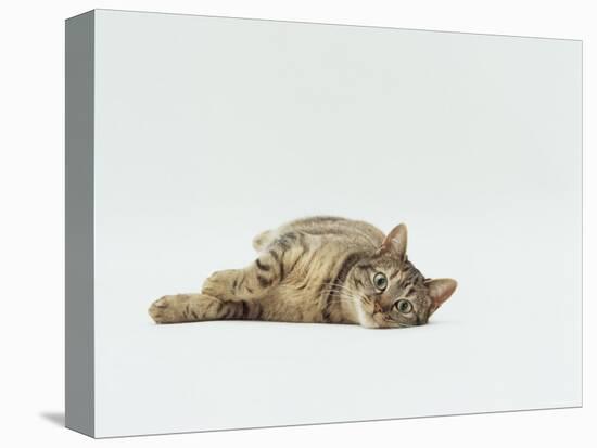 Female Domestic Tabby Cat Lying Down, UK-Jane Burton-Stretched Canvas