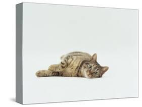 Female Domestic Tabby Cat Lying Down, UK-Jane Burton-Stretched Canvas