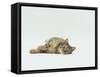 Female Domestic Tabby Cat Lying Down, UK-Jane Burton-Framed Stretched Canvas