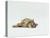 Female Domestic Tabby Cat Lying Down, UK-Jane Burton-Stretched Canvas