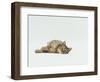 Female Domestic Tabby Cat Lying Down, UK-Jane Burton-Framed Premium Photographic Print