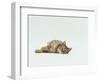 Female Domestic Tabby Cat Lying Down, UK-Jane Burton-Framed Premium Photographic Print