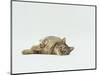 Female Domestic Tabby Cat Lying Down, UK-Jane Burton-Mounted Premium Photographic Print