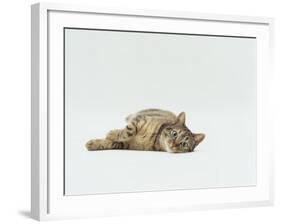Female Domestic Tabby Cat Lying Down, UK-Jane Burton-Framed Photographic Print
