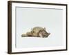 Female Domestic Tabby Cat Lying Down, UK-Jane Burton-Framed Photographic Print