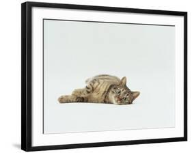 Female Domestic Tabby Cat Lying Down, UK-Jane Burton-Framed Photographic Print