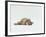 Female Domestic Tabby Cat Lying Down, UK-Jane Burton-Framed Photographic Print