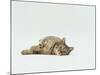 Female Domestic Tabby Cat Lying Down, UK-Jane Burton-Mounted Photographic Print