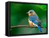 Female Eastern Bluebird-Adam Jones-Framed Stretched Canvas