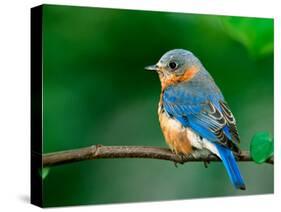 Female Eastern Bluebird-Adam Jones-Stretched Canvas