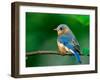 Female Eastern Bluebird-Adam Jones-Framed Premium Photographic Print