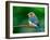 Female Eastern Bluebird-Adam Jones-Framed Premium Photographic Print