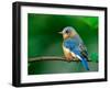 Female Eastern Bluebird-Adam Jones-Framed Premium Photographic Print