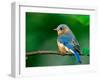 Female Eastern Bluebird-Adam Jones-Framed Premium Photographic Print