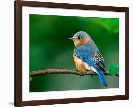 Female Eastern Bluebird-Adam Jones-Framed Photographic Print