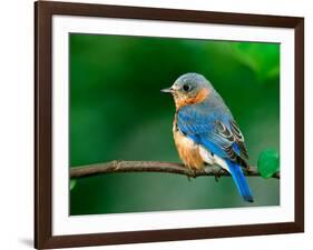 Female Eastern Bluebird-Adam Jones-Framed Photographic Print