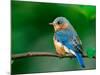 Female Eastern Bluebird-Adam Jones-Mounted Photographic Print