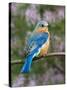 Female Eastern Bluebird-Adam Jones-Stretched Canvas