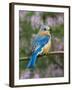 Female Eastern Bluebird-Adam Jones-Framed Photographic Print