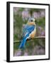 Female Eastern Bluebird-Adam Jones-Framed Photographic Print