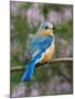 Female Eastern Bluebird-Adam Jones-Mounted Photographic Print