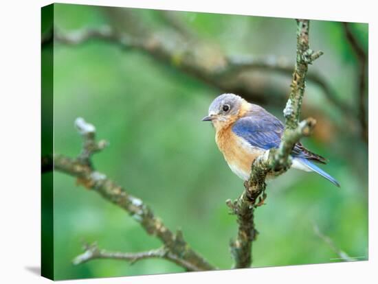 Female Eastern Bluebird-Adam Jones-Stretched Canvas