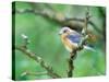 Female Eastern Bluebird-Adam Jones-Stretched Canvas