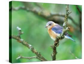 Female Eastern Bluebird-Adam Jones-Stretched Canvas