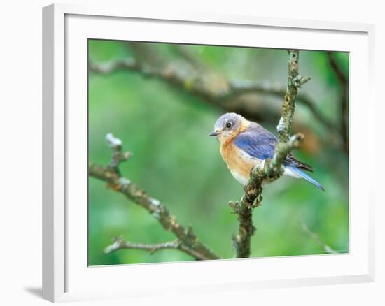 Female Eastern Bluebird-Adam Jones-Framed Photographic Print