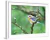 Female Eastern Bluebird-Adam Jones-Framed Photographic Print