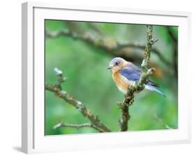 Female Eastern Bluebird-Adam Jones-Framed Photographic Print