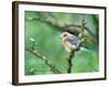 Female Eastern Bluebird-Adam Jones-Framed Photographic Print