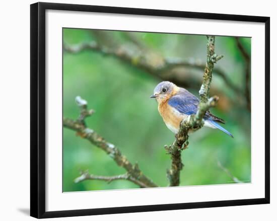 Female Eastern Bluebird-Adam Jones-Framed Photographic Print