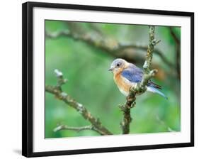 Female Eastern Bluebird-Adam Jones-Framed Photographic Print