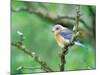 Female Eastern Bluebird-Adam Jones-Mounted Photographic Print