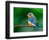 Female Eastern Bluebird-Adam Jones-Framed Photographic Print