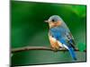 Female Eastern Bluebird-Adam Jones-Mounted Photographic Print