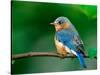 Female Eastern Bluebird-Adam Jones-Stretched Canvas