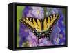 Female Eastern Tiger Swallowtail Butterfly on Delphinium-Darrell Gulin-Framed Stretched Canvas