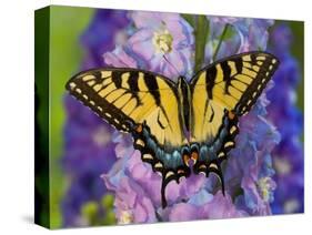 Female Eastern Tiger Swallowtail Butterfly on Delphinium-Darrell Gulin-Stretched Canvas