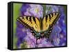 Female Eastern Tiger Swallowtail Butterfly on Delphinium-Darrell Gulin-Framed Stretched Canvas