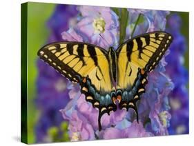 Female Eastern Tiger Swallowtail Butterfly on Delphinium-Darrell Gulin-Stretched Canvas