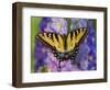 Female Eastern Tiger Swallowtail Butterfly on Delphinium-Darrell Gulin-Framed Photographic Print