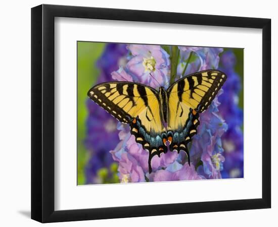 Female Eastern Tiger Swallowtail Butterfly on Delphinium-Darrell Gulin-Framed Photographic Print