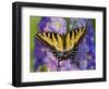 Female Eastern Tiger Swallowtail Butterfly on Delphinium-Darrell Gulin-Framed Photographic Print