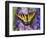 Female Eastern Tiger Swallowtail Butterfly on Delphinium-Darrell Gulin-Framed Photographic Print