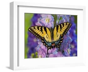 Female Eastern Tiger Swallowtail Butterfly on Delphinium-Darrell Gulin-Framed Photographic Print